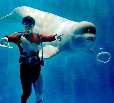 Белуха, пускающая пузыри, веселит туристов