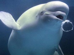 Белуха, пускающая пузыри, веселит туристов