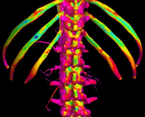 В Кембридже названы победители конкурса научной фотографии