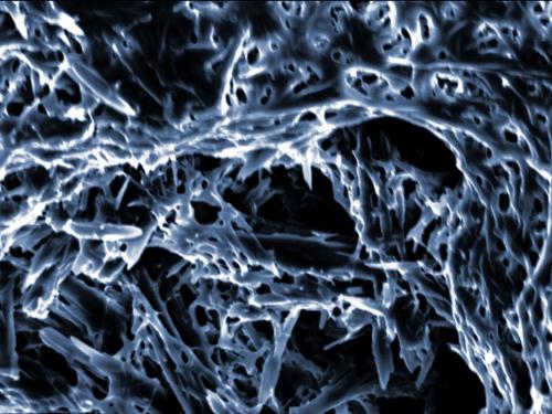 В Кембридже названы победители конкурса научной фотографии