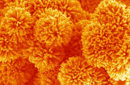 В Кембридже названы победители конкурса научной фотографии