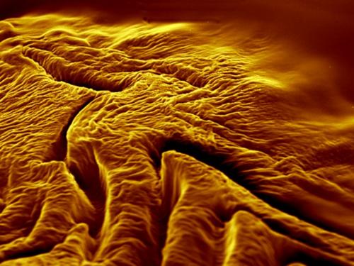 В Кембридже названы победители конкурса научной фотографии