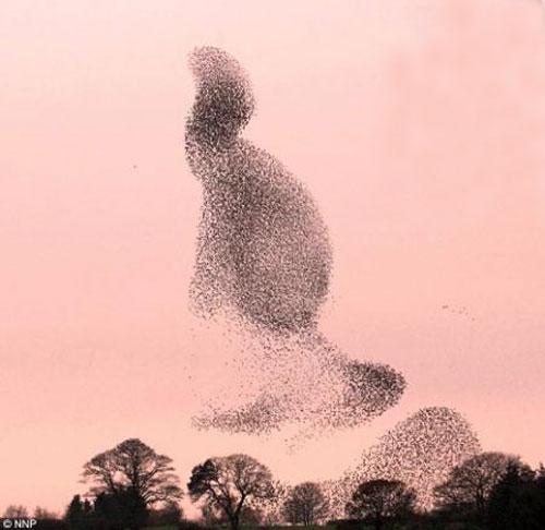 Тысячи скворцов  оккупировали небо Шотландии