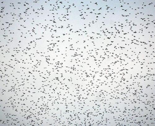 Тысячи скворцов  оккупировали небо Шотландии