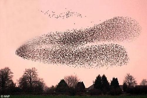 Тысячи скворцов  оккупировали небо Шотландии