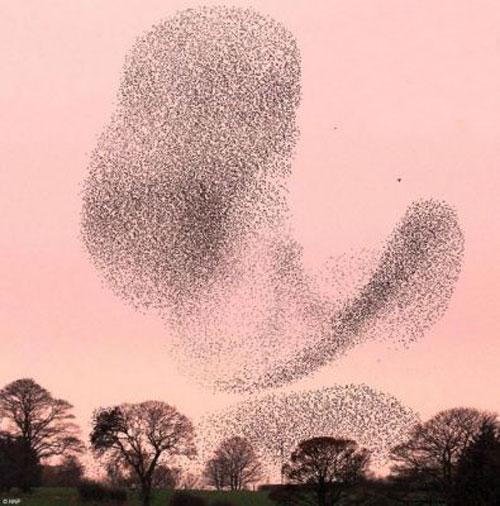 Тысячи скворцов  оккупировали небо Шотландии