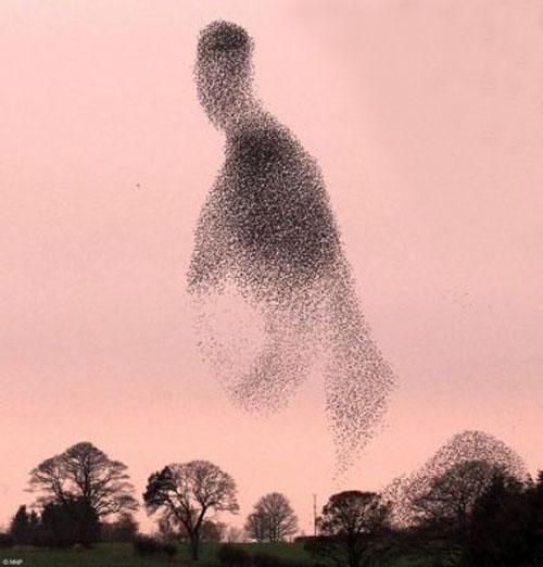 Тысячи скворцов  оккупировали небо Шотландии