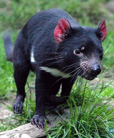 Топ-15 самых странных животных планеты