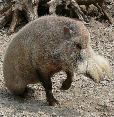 Топ-15 самых странных животных планеты