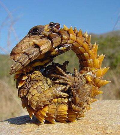 Топ-15 самых странных животных планеты