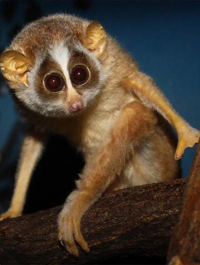 Топ-15 самых странных животных планеты