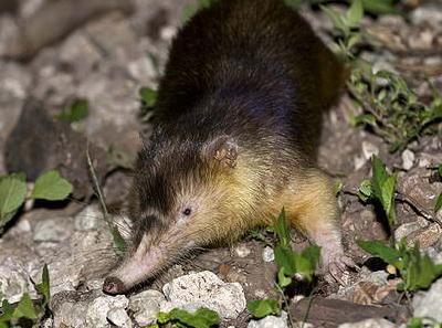 Топ-15 самых странных животных планеты