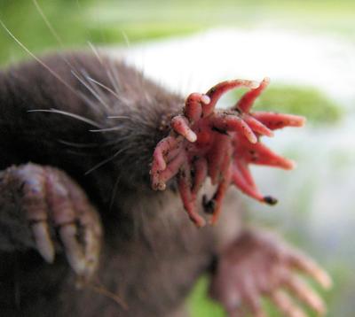 Топ-15 самых странных животных планеты