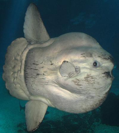 Топ-15 самых странных животных планеты