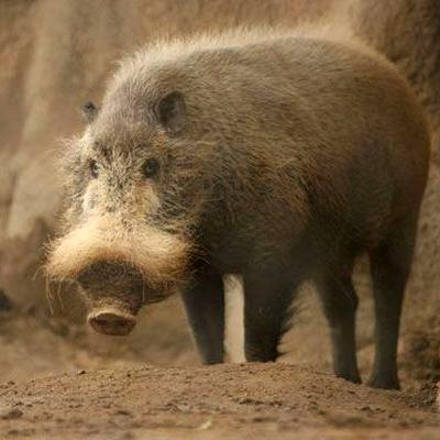 Топ-15 самых странных животных планеты