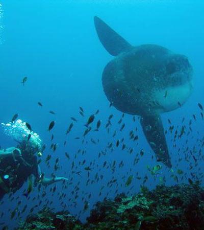 Топ-15 самых странных животных планеты