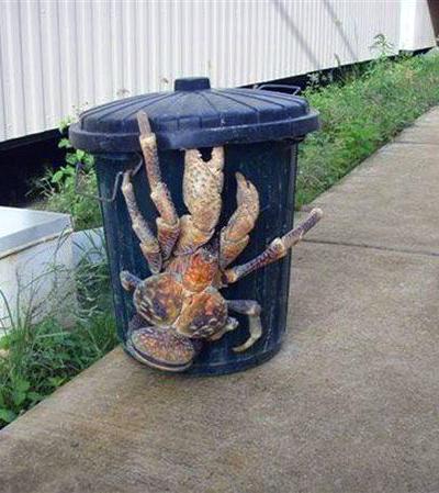 Топ-15 самых странных животных планеты