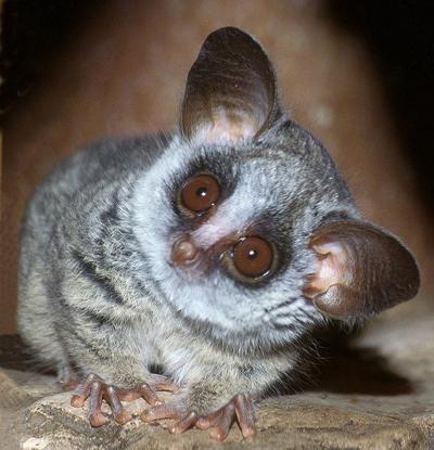 Топ-15 самых странных животных планеты