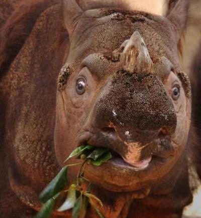 Топ-15 самых странных животных планеты