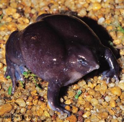 Топ-15 самых странных животных планеты