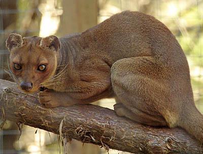 Топ-15 самых странных животных планеты