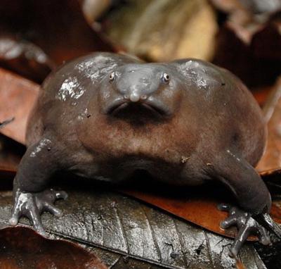 Топ-15 самых странных животных планеты