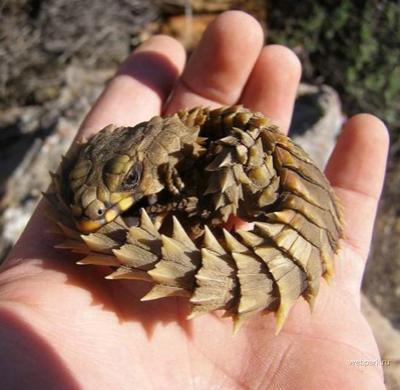 Топ-15 самых странных животных планеты