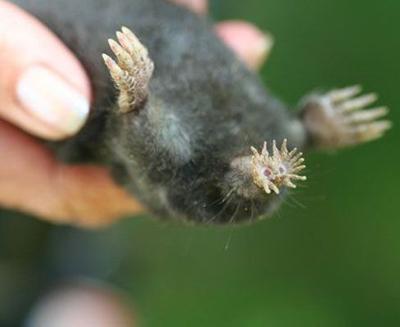 Топ-15 самых странных животных планеты