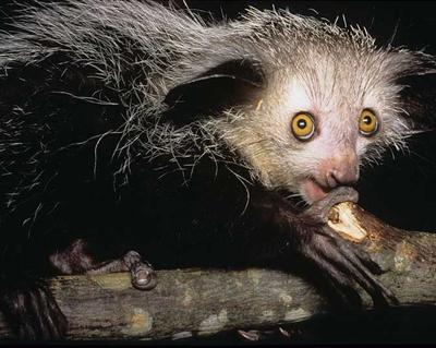 Топ-15 самых странных животных планеты