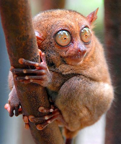 Топ-15 самых странных животных планеты