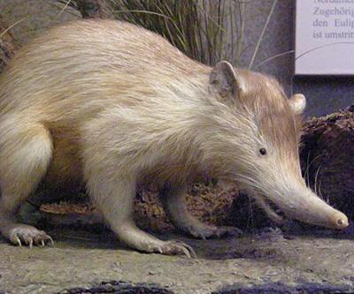 Топ-15 самых странных животных планеты