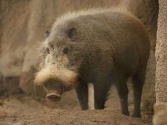 Топ-15 самых странных животных планеты