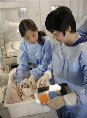 Панда установила рекорд рождаемости