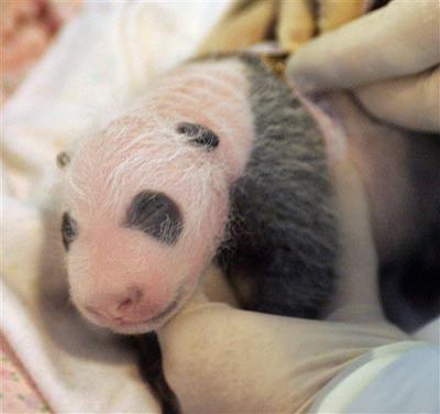Панда установила рекорд рождаемости
