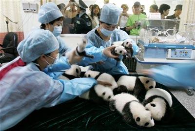 Панда установила рекорд рождаемости