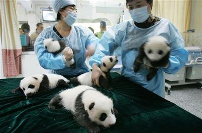 Панда установила рекорд рождаемости