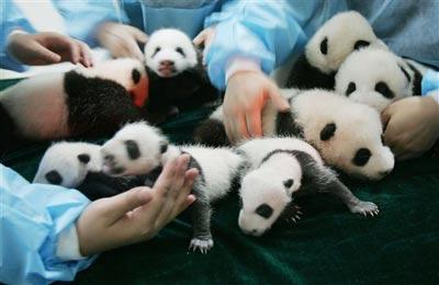Панда установила рекорд рождаемости