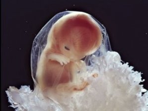 Уникальные съемки. Тайна рождения — фоторепортаж из женского тела