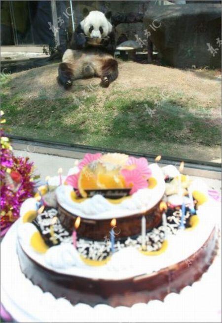 Панда-долгожительница отметила юбилей
