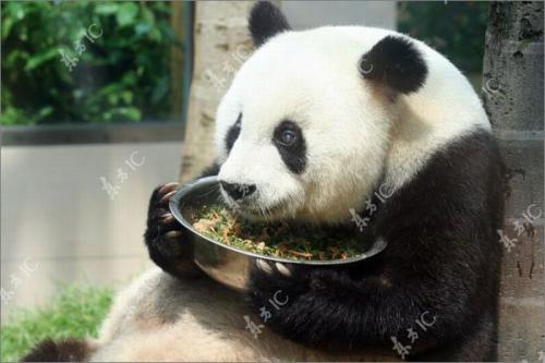 Панда-долгожительница отметила юбилей