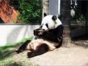 Панда-долгожительница отметила юбилей