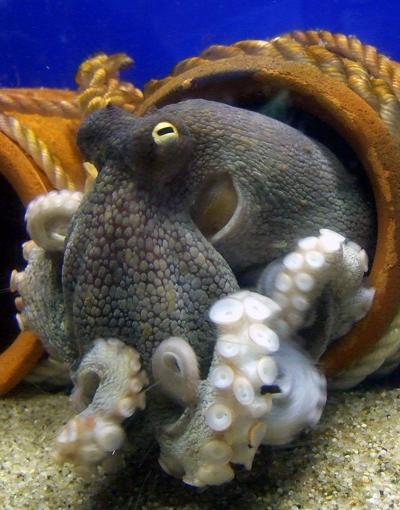 Самые любвеобильные животные планеты