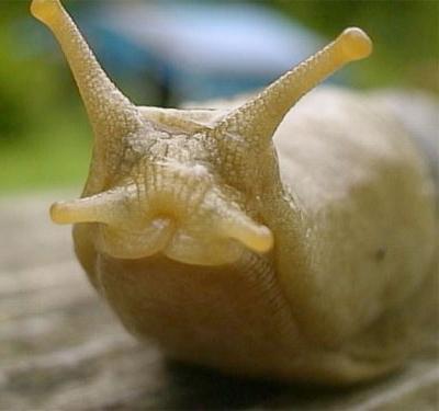 Самые любвеобильные животные планеты