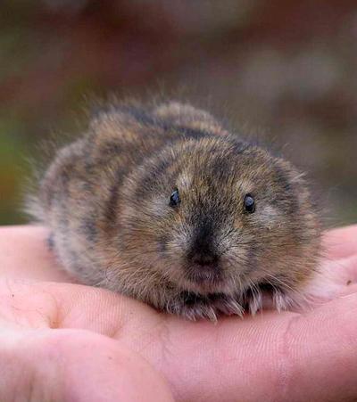 Самые любвеобильные животные планеты