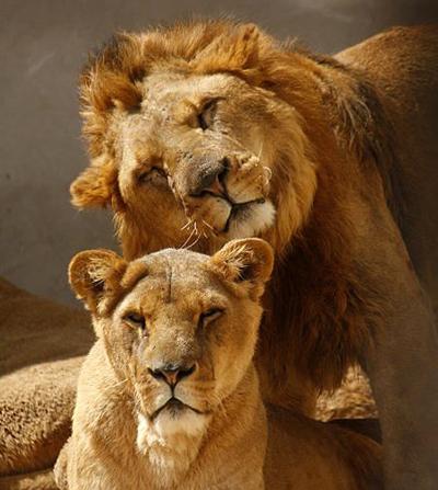 Самые любвеобильные животные планеты