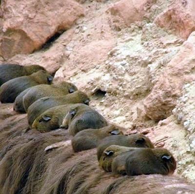 Самые любвеобильные животные планеты