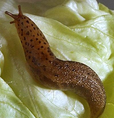 Самые любвеобильные животные планеты