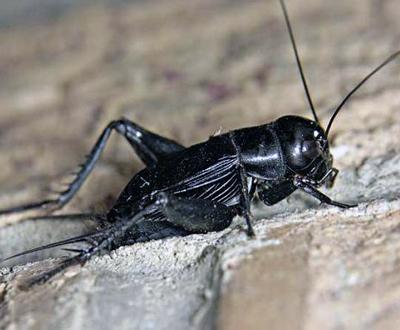 Самые любвеобильные животные планеты