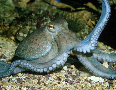 Самые любвеобильные животные планеты