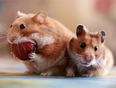 Самые любвеобильные животные планеты